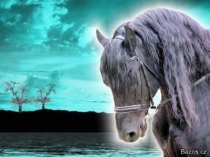 konik_2222[1].jpg
