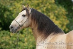 Lusitano_Sonhador_90725[1].JPG