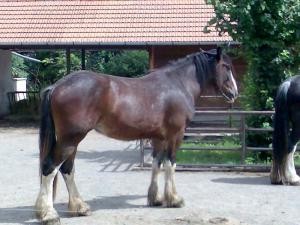 Obrazek