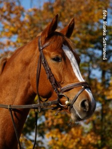 Obrazek